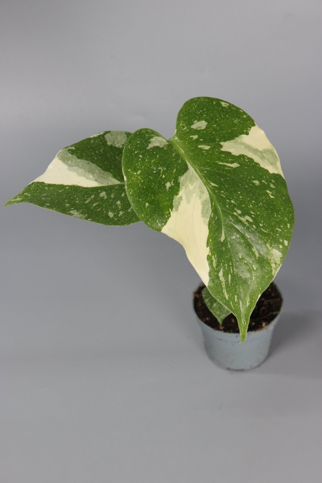 Rare Houseplants - Monstera Thai Constellation - Odd Leaf