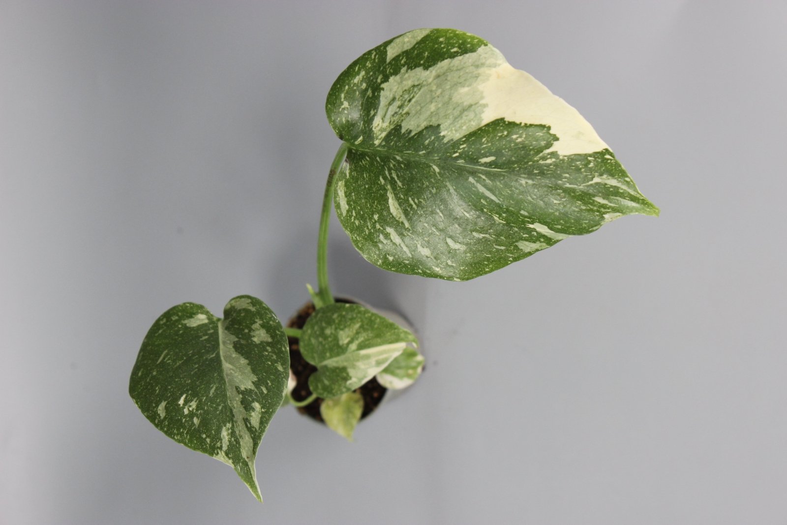 Rare Houseplants - Monstera Thai Constellation - Odd Leaf