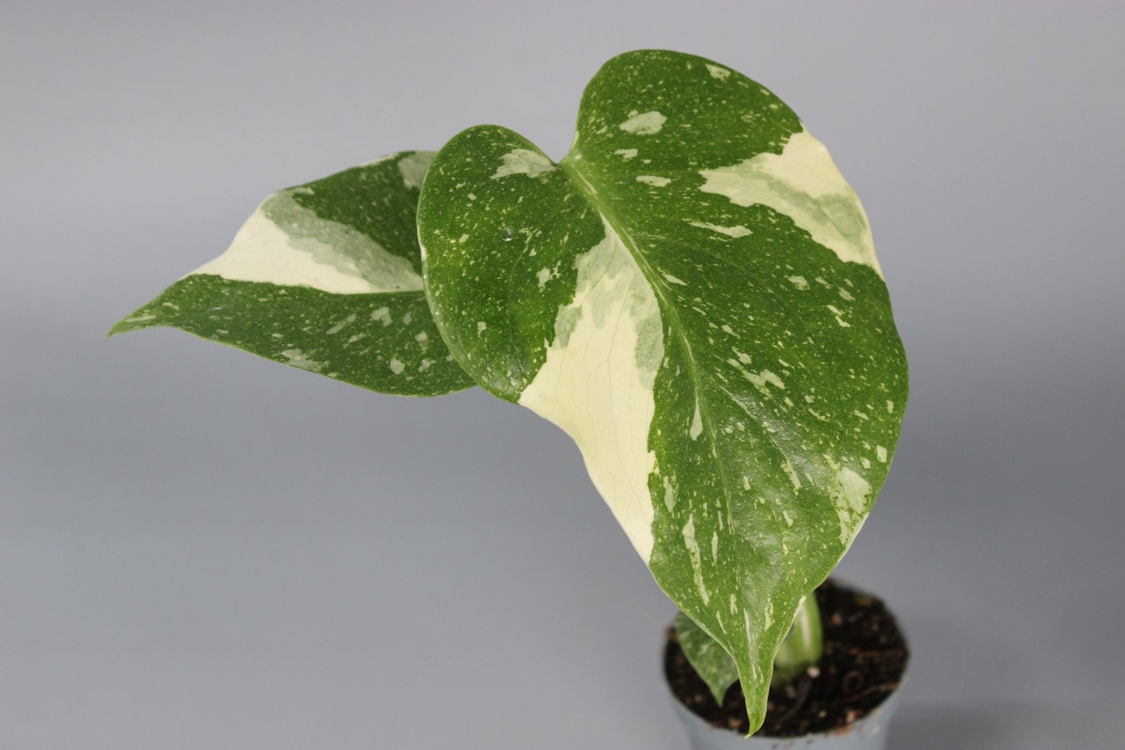 Rare Houseplants - Monstera Thai Constellation - Odd Leaf