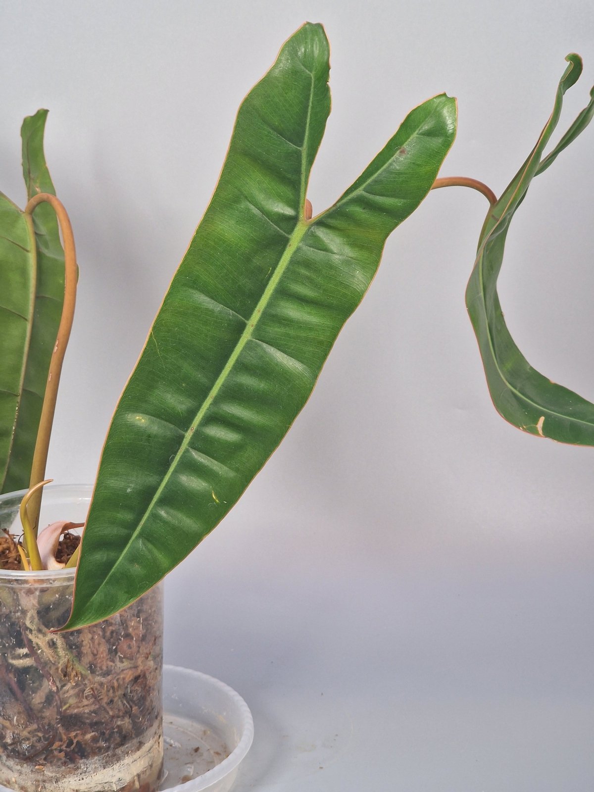 Rare Houseplants - Philodendron Billietiae - Odd Leaf