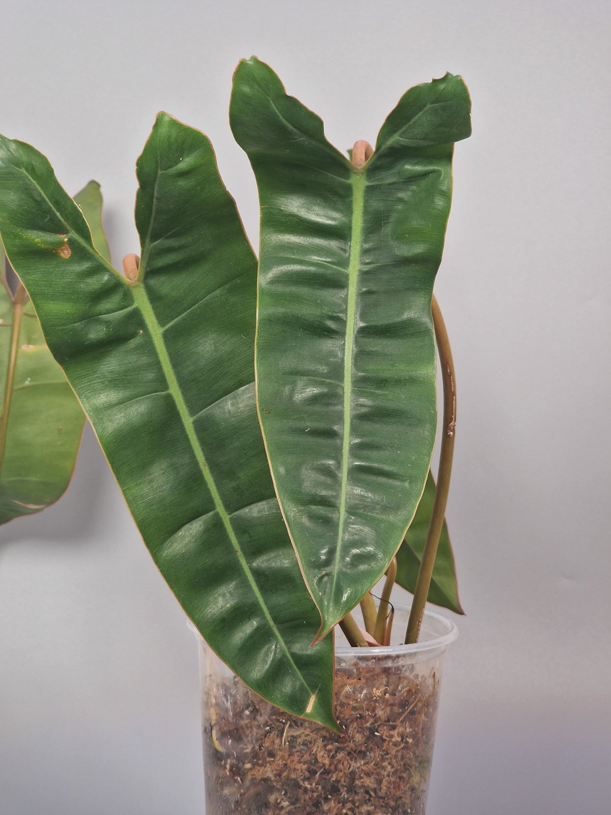 Rare Houseplants - Philodendron Billietiae - Odd Leaf