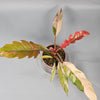 Rare Houseplants - Philodendron 'caramel Marble' (p 10.5) - C | Rare Houseplants - Odd Leaf