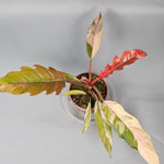Rare Houseplants - Philodendron 'caramel Marble' (p 10.5) - C | Rare Houseplants - Odd Leaf