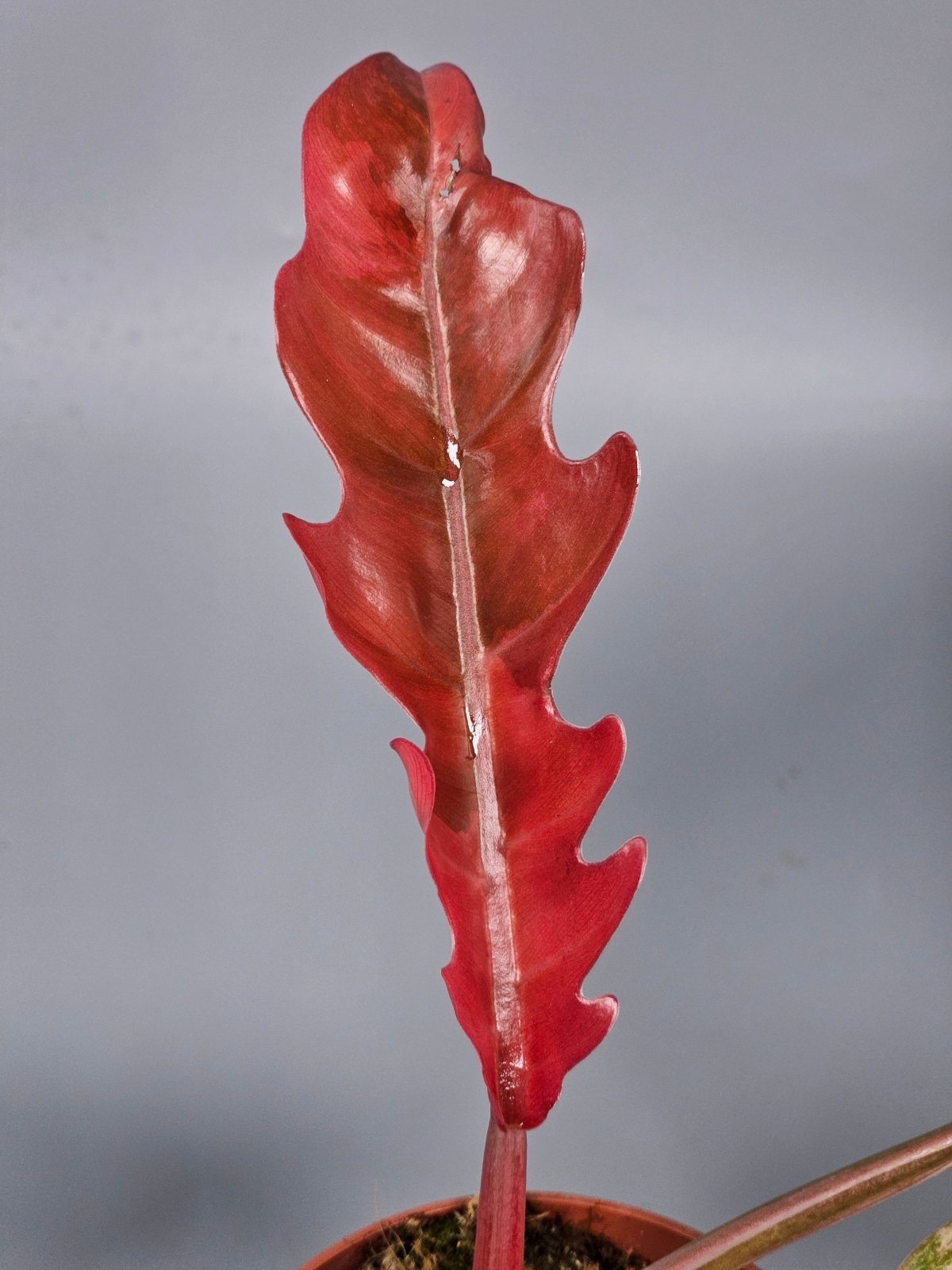 Rare Houseplants - Philodendron 'caramel Marble' (p 10.5) - C | Rare Houseplants - Odd Leaf