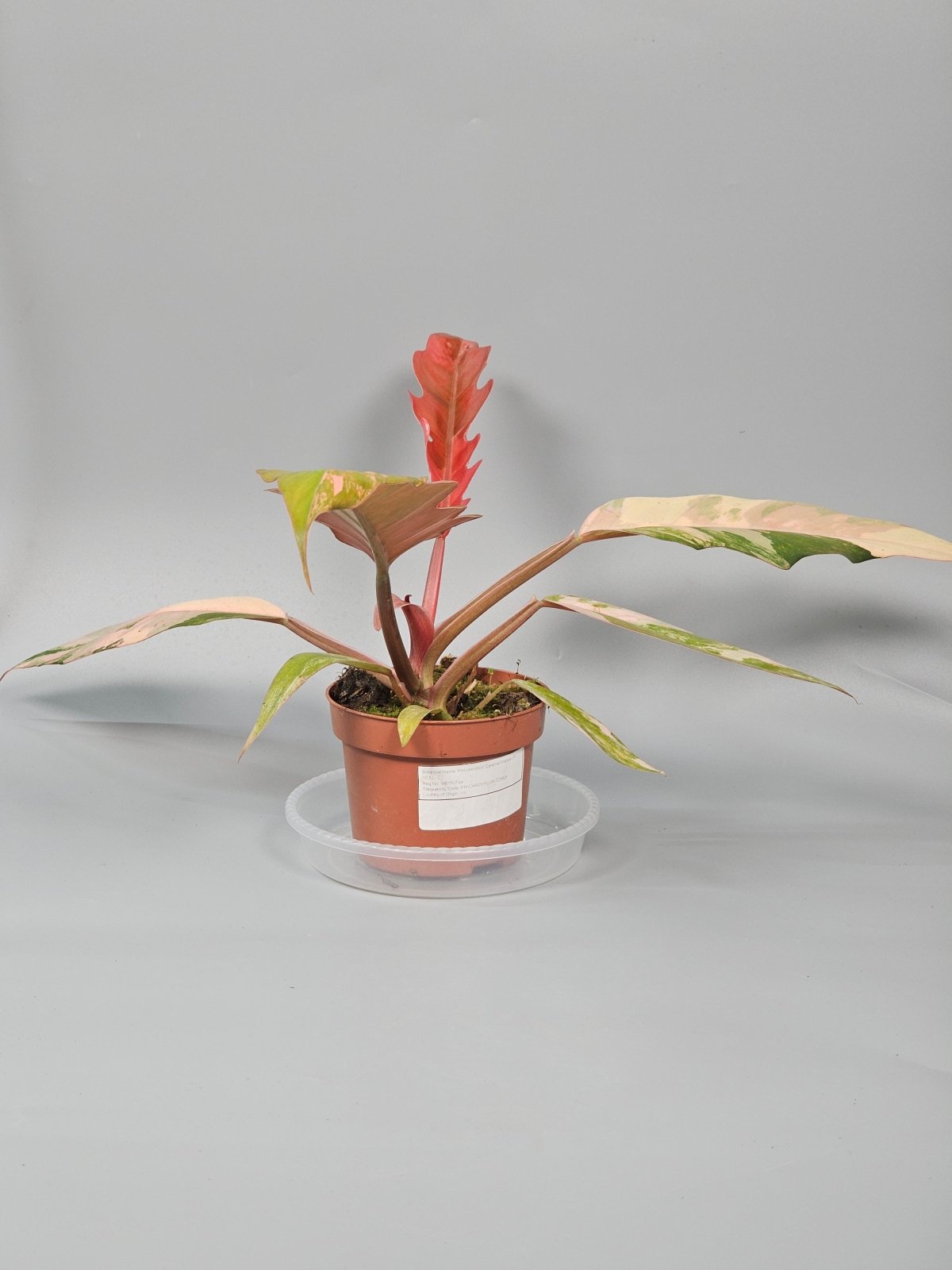 Rare Houseplants - Philodendron 'caramel Marble' (p 10.5) - C | Rare Houseplants - Odd Leaf
