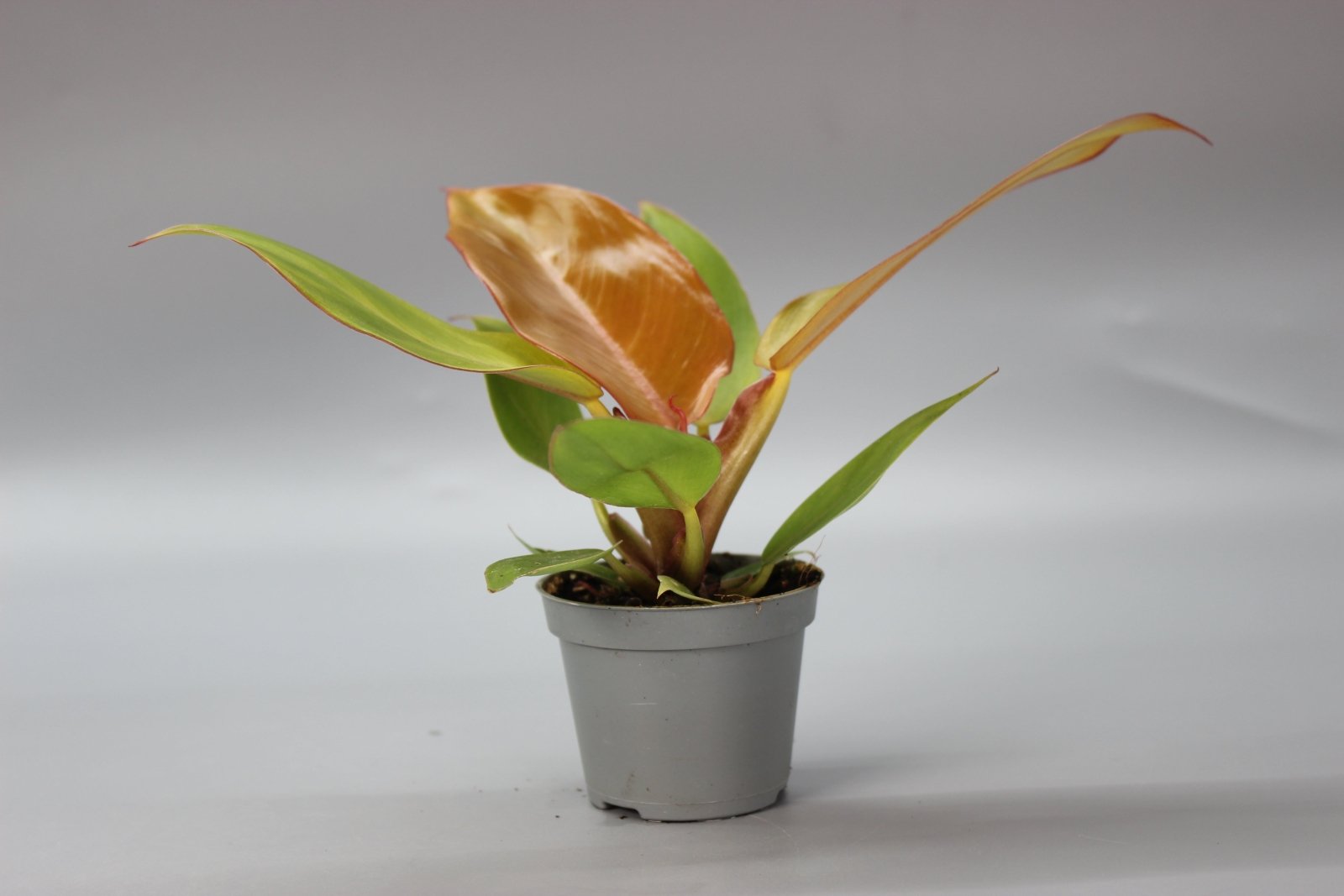 Rare Houseplants - Philodendron Cherry Red - Odd Leaf