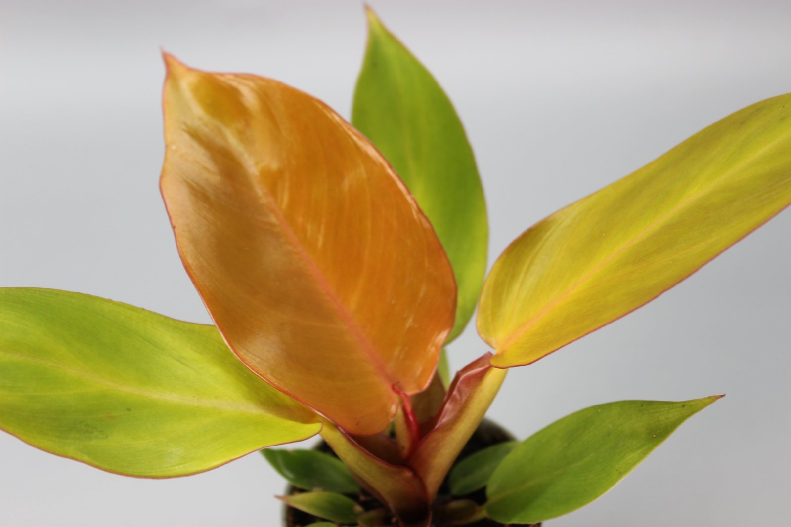 Rare Houseplants - Philodendron Cherry Red - Odd Leaf