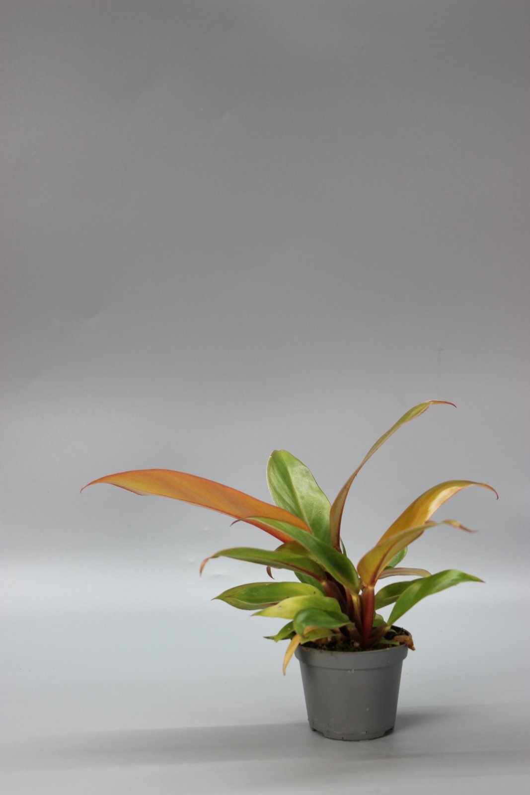 Rare Houseplants - Philodendron Cherry Red - Odd Leaf