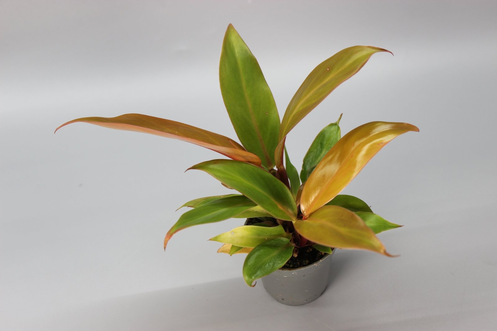 Rare Houseplants - Philodendron Cherry Red - Odd Leaf