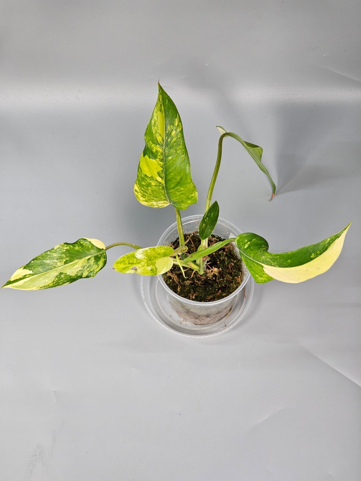 Rare Houseplants - Philodendron Domesticum - A | Rare Houseplants - Odd Leaf