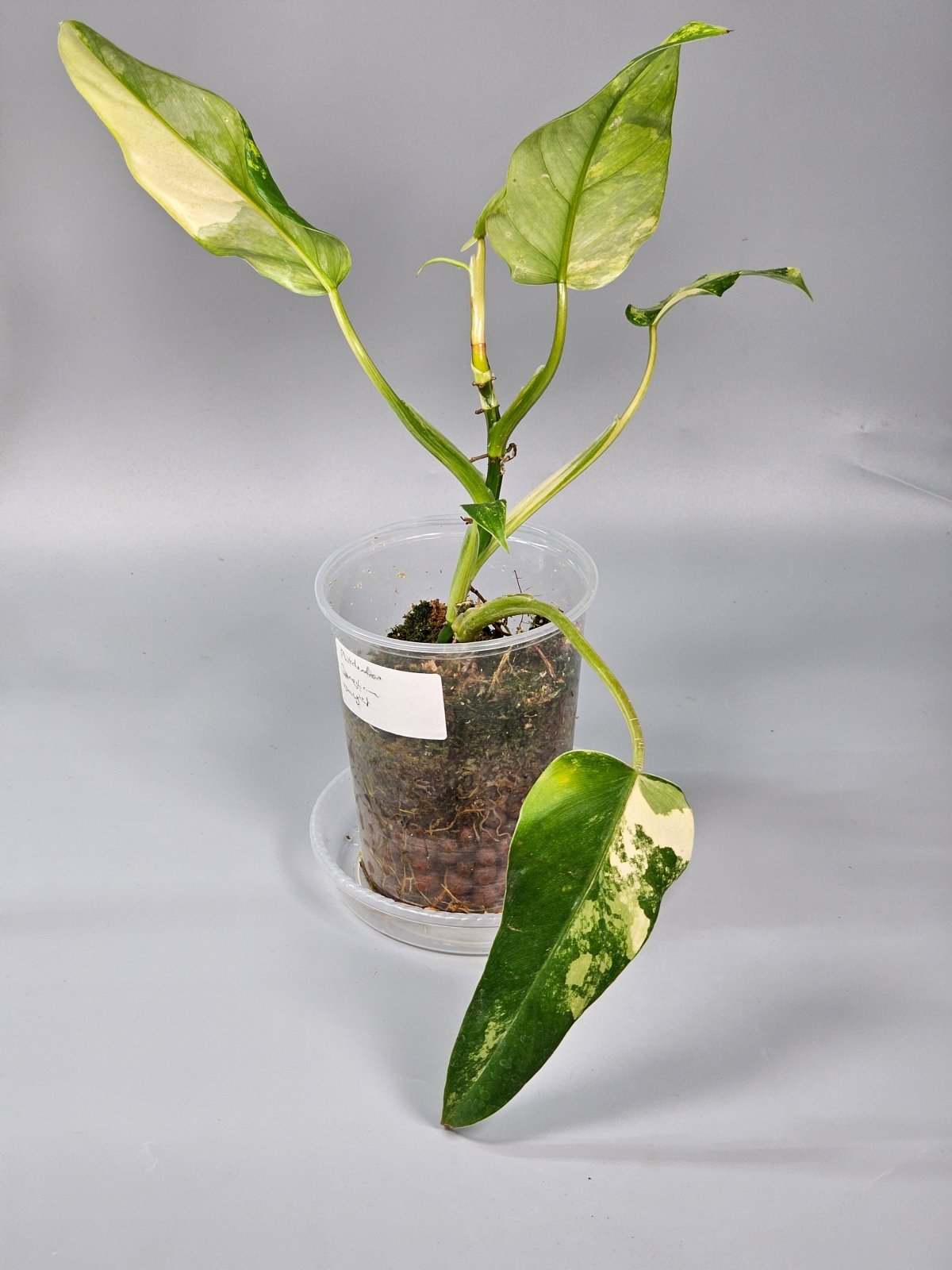 Rare Houseplants - Philodendron Domesticum - A | Rare Houseplants - Odd Leaf