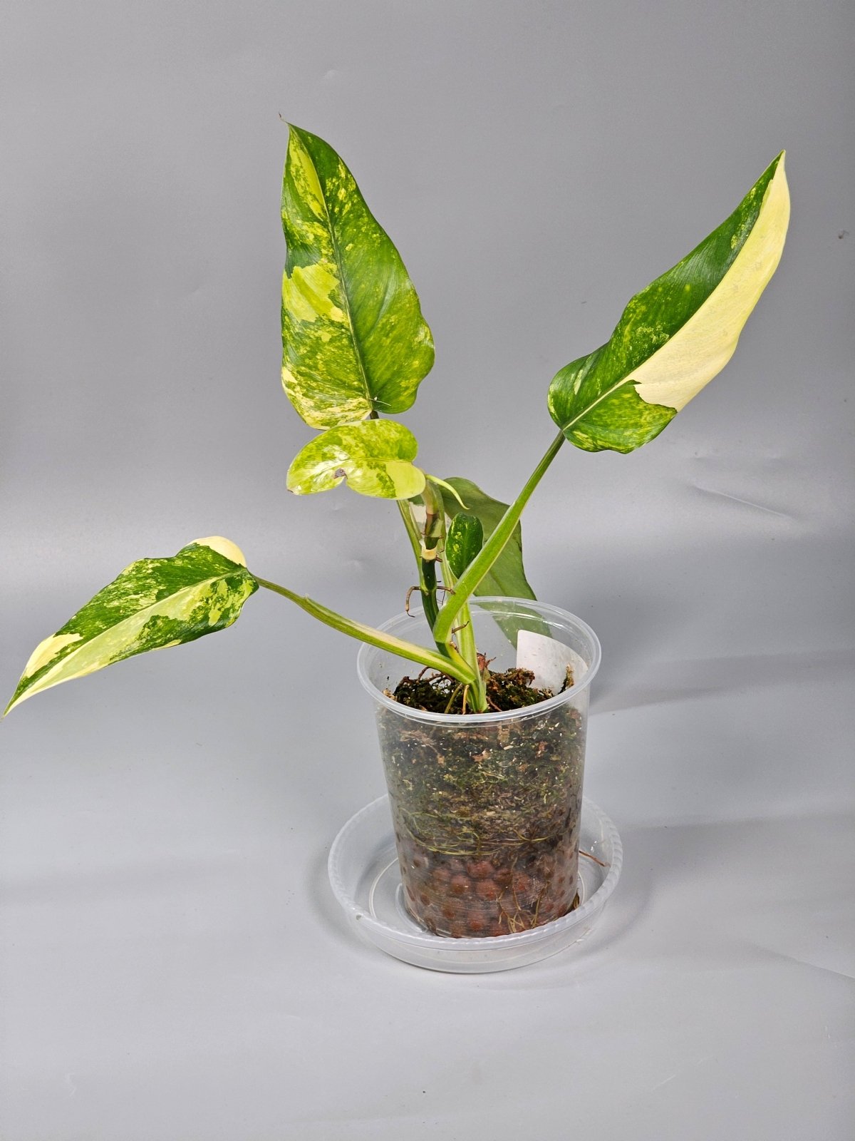 Rare Houseplants - Philodendron Domesticum - A | Rare Houseplants - Odd Leaf