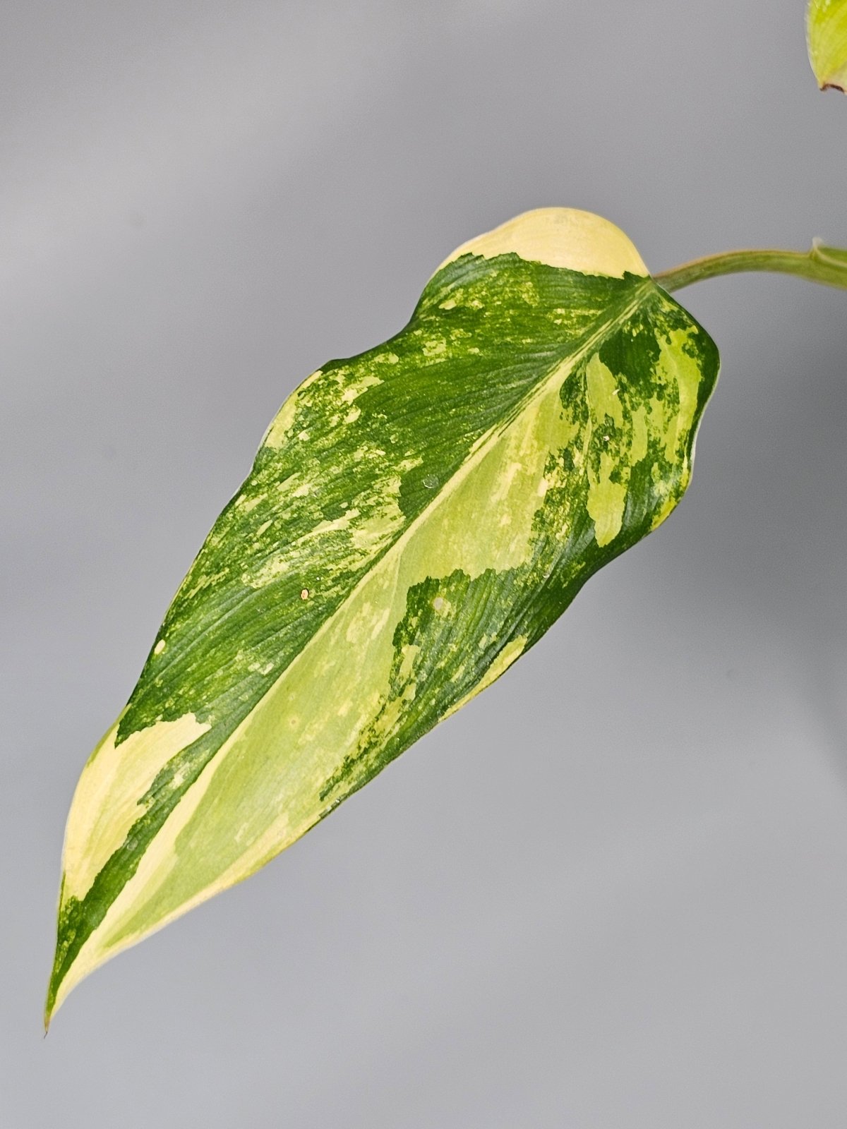 Rare Houseplants - Philodendron Domesticum - A | Rare Houseplants - Odd Leaf
