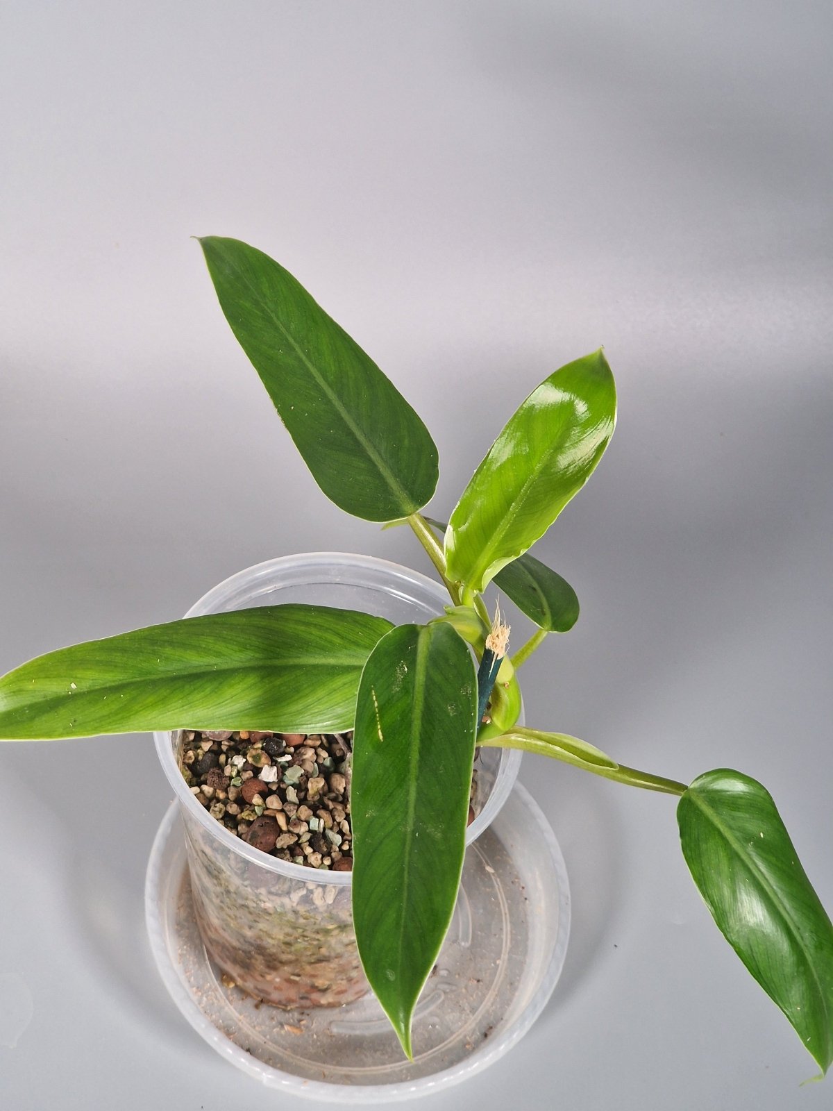 Rare Houseplants - Philodendron Domesticum - Odd Leaf