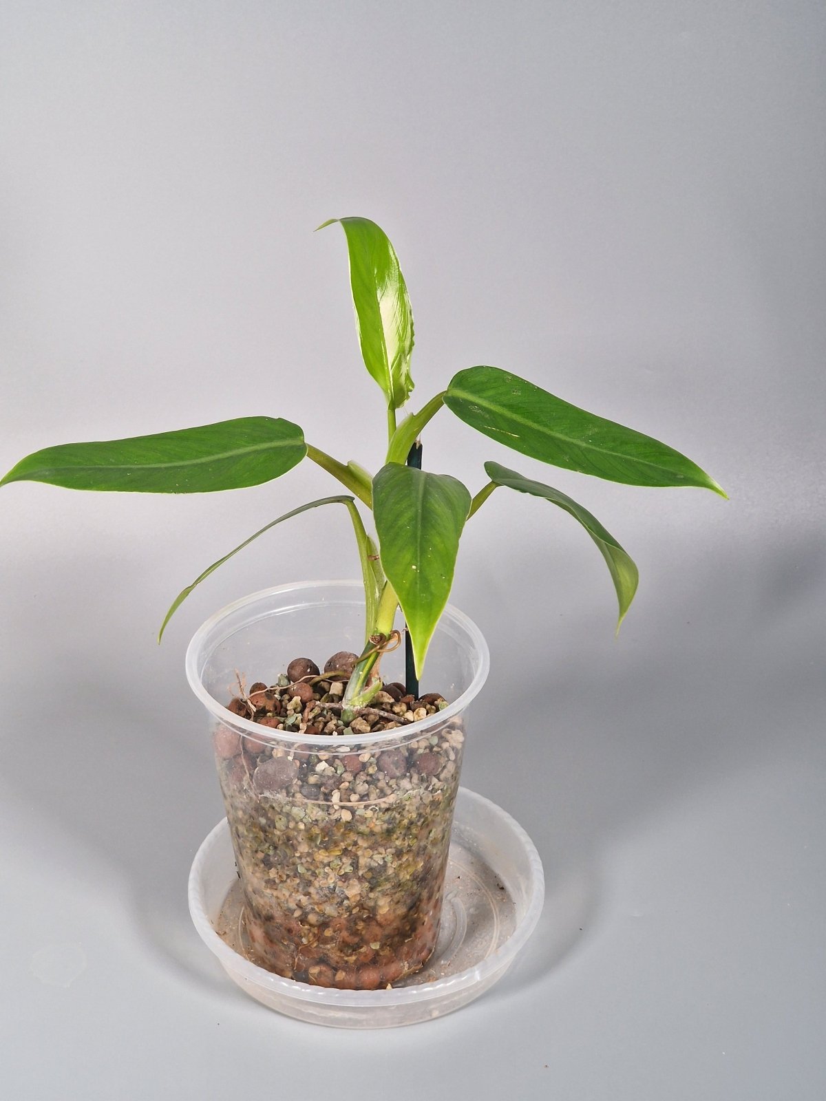 Rare Houseplants - Philodendron Domesticum - Odd Leaf