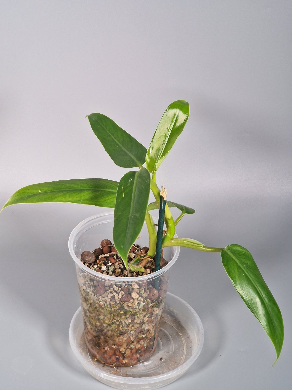 Rare Houseplants - Philodendron Domesticum - Odd Leaf