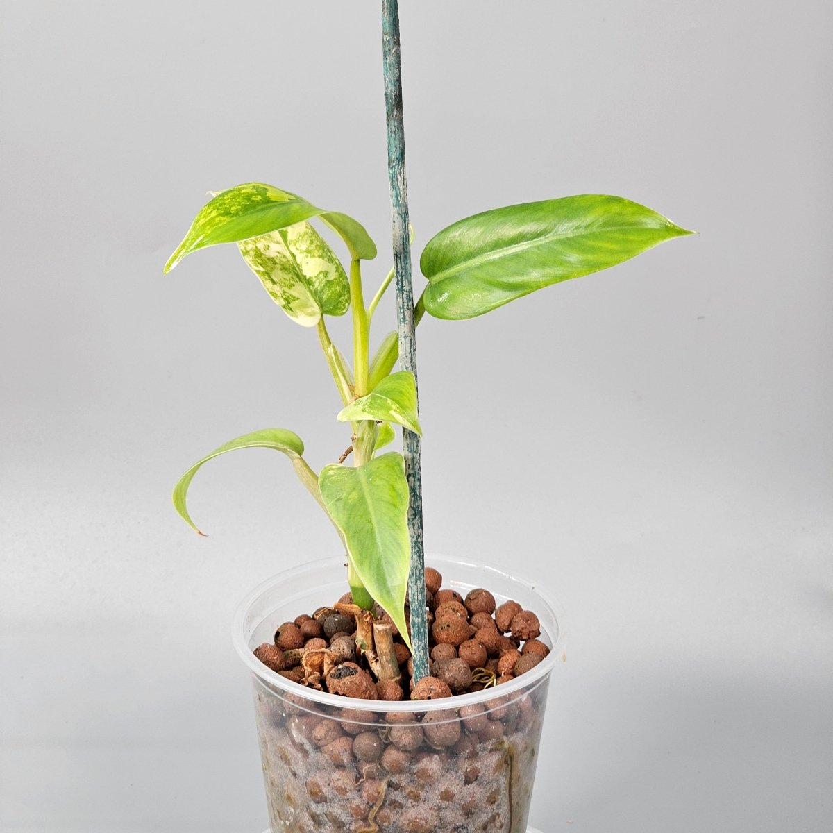 Rare Houseplants - Philodendron domesticum variegated 1 - Odd Leaf