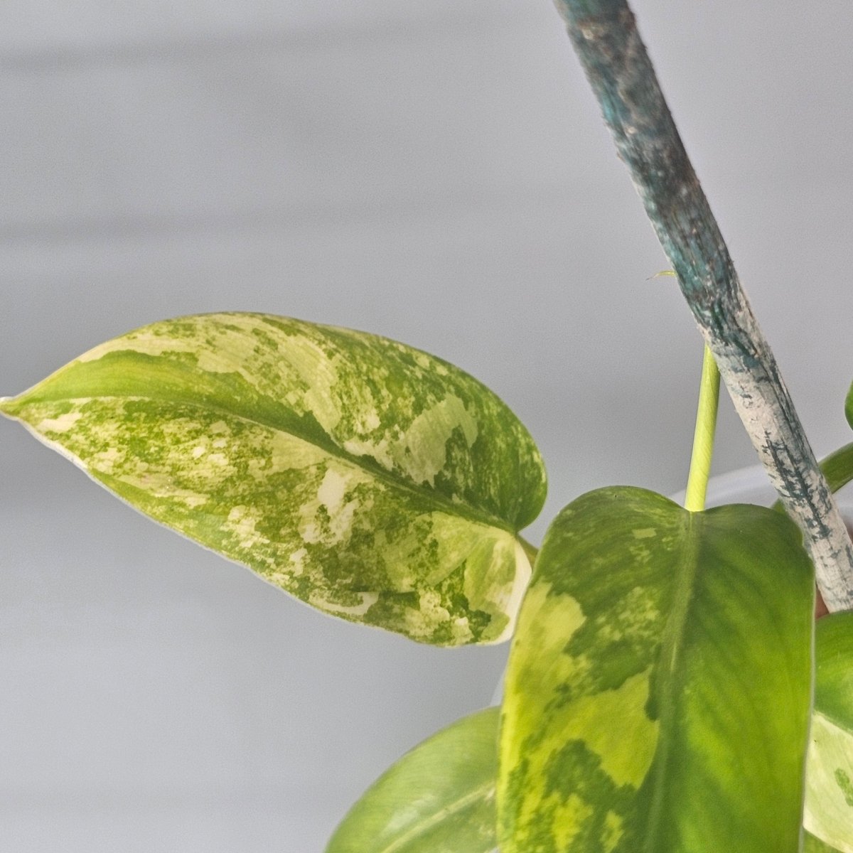 Rare Houseplants - Philodendron domesticum variegated 1 - Odd Leaf
