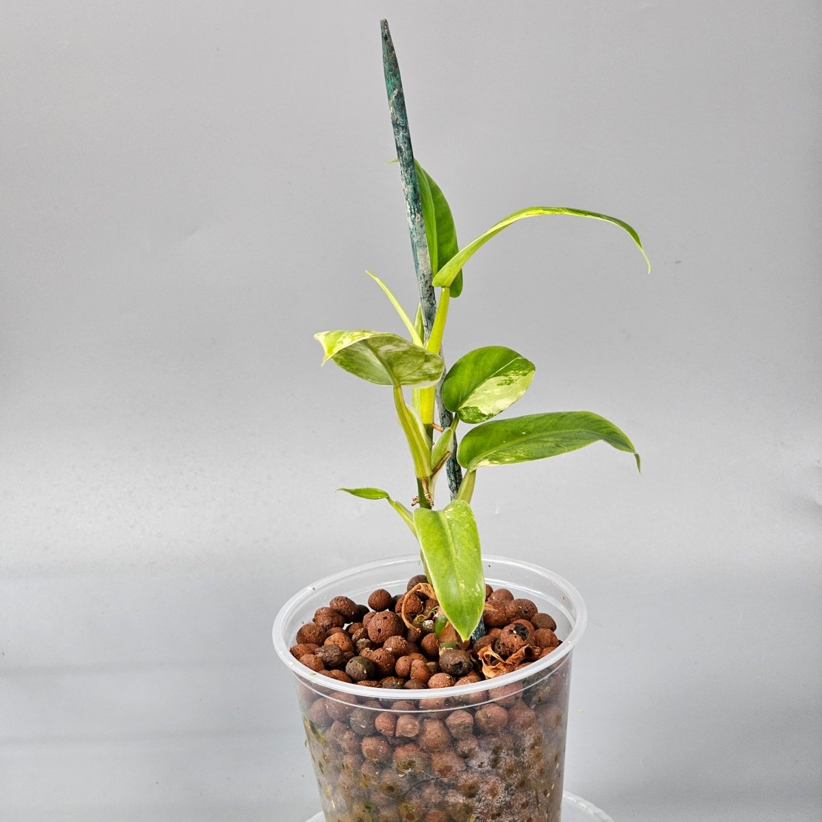 Rare Houseplants - Philodendron domesticum variegated 1 - Odd Leaf
