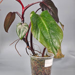 Rare Houseplants - Philodendron Erubescens Pink Princess Marble - B | Rare Houseplants - Odd Leaf
