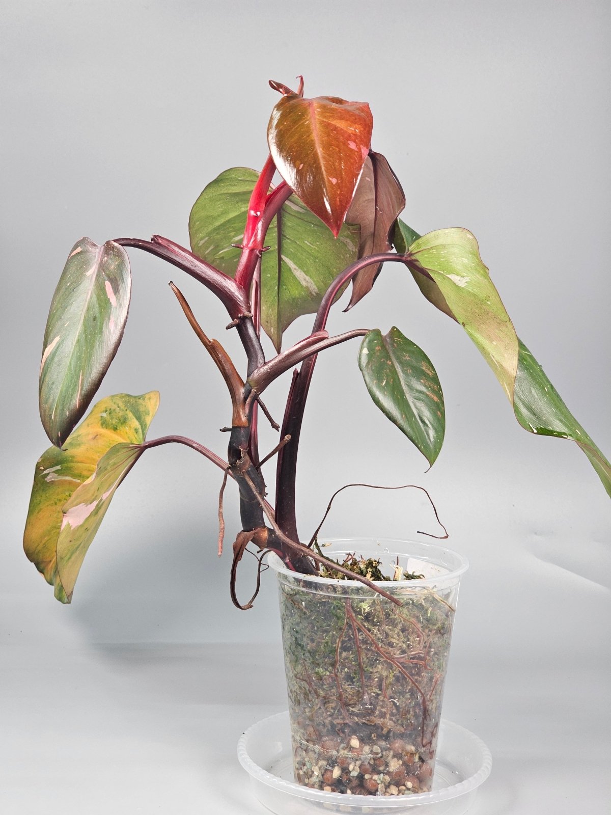 Rare Houseplants - Philodendron Erubescens Pink Princess Marble - B | Rare Houseplants - Odd Leaf