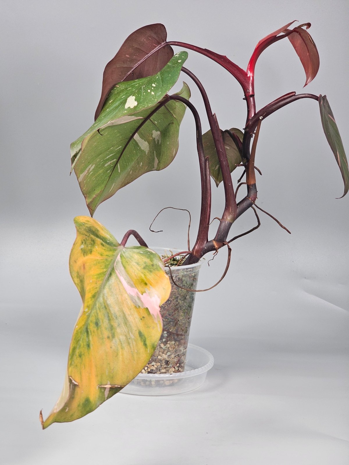 Rare Houseplants - Philodendron Erubescens Pink Princess Marble - B | Rare Houseplants - Odd Leaf
