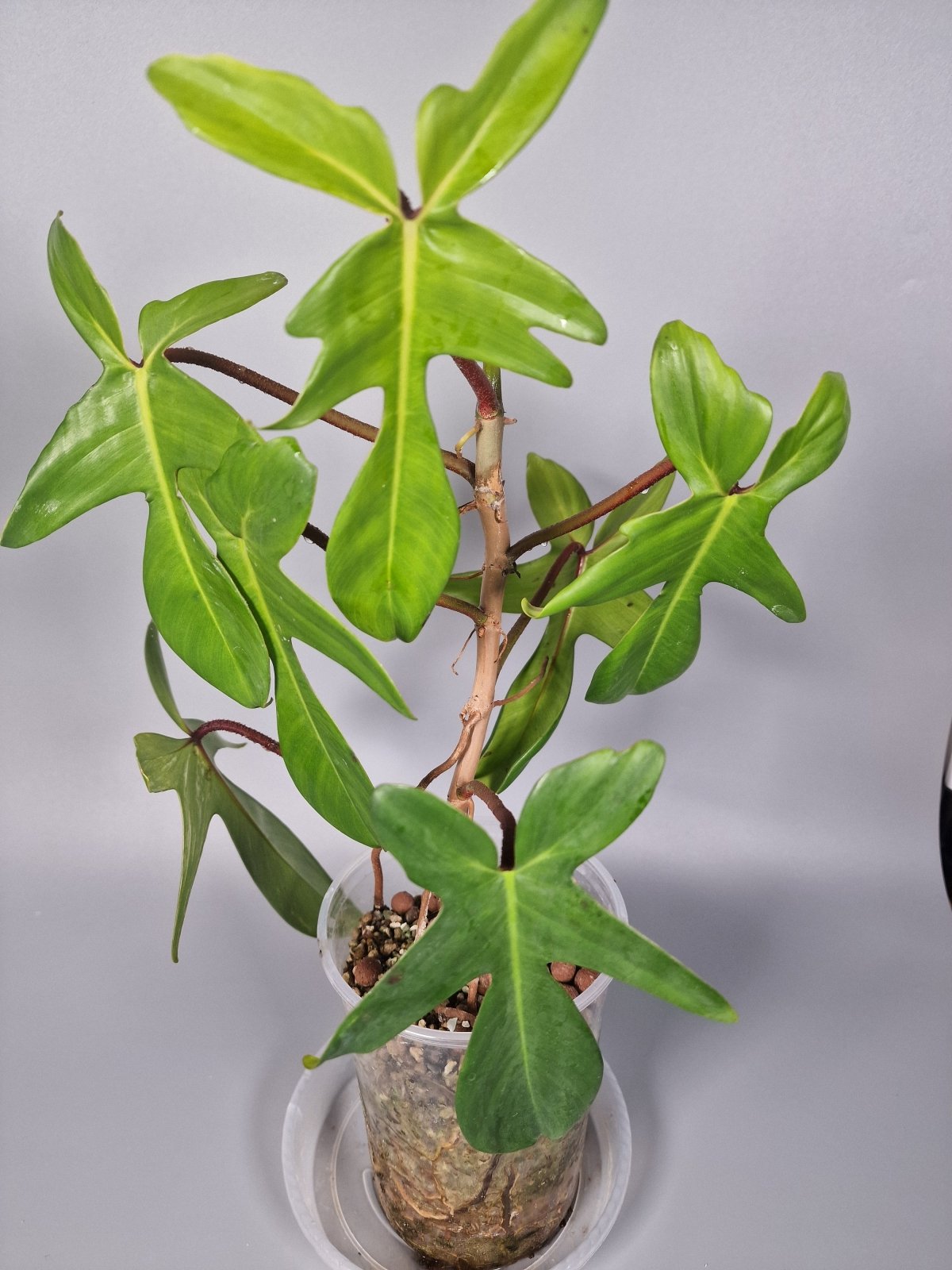 Rare Houseplants - Philodendron florida green - Odd Leaf