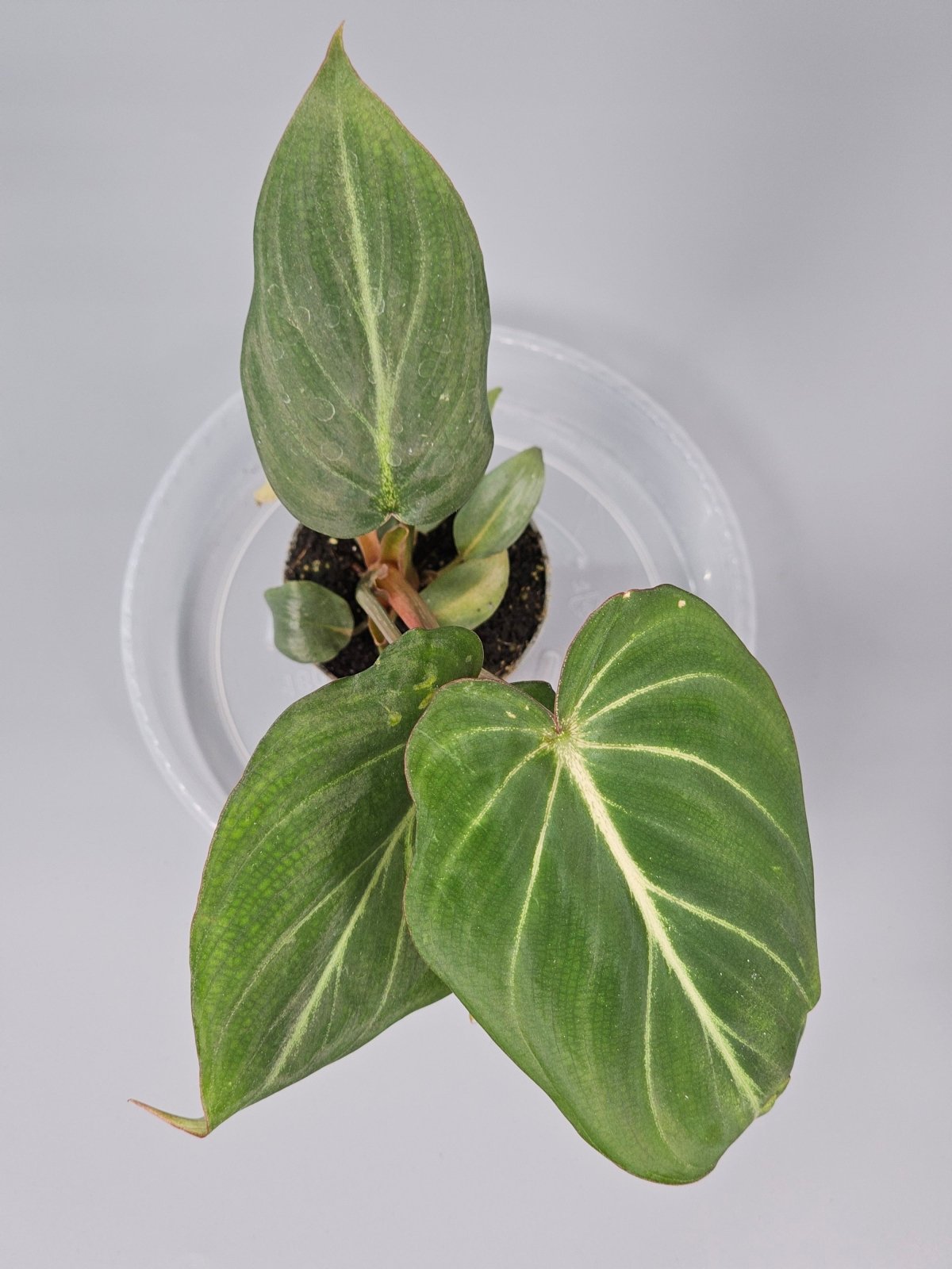Rare Houseplants - Philodendron Gloriosum - J | Rare Houseplants - Odd Leaf