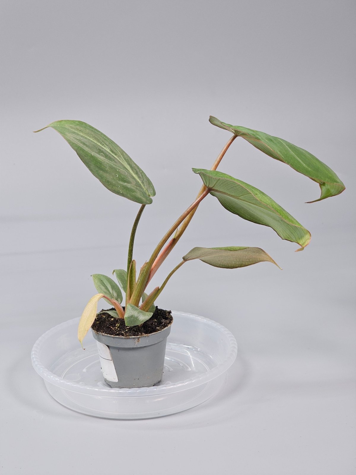 Rare Houseplants - Philodendron Gloriosum - J | Rare Houseplants - Odd Leaf