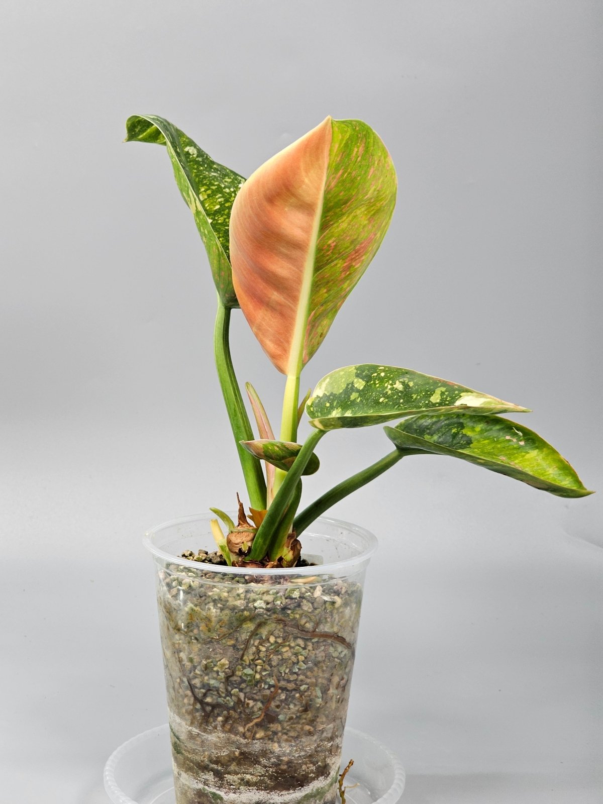 Rare Houseplants - Philodendron Green Congo Variegated - A | Rare Houseplants - Odd Leaf