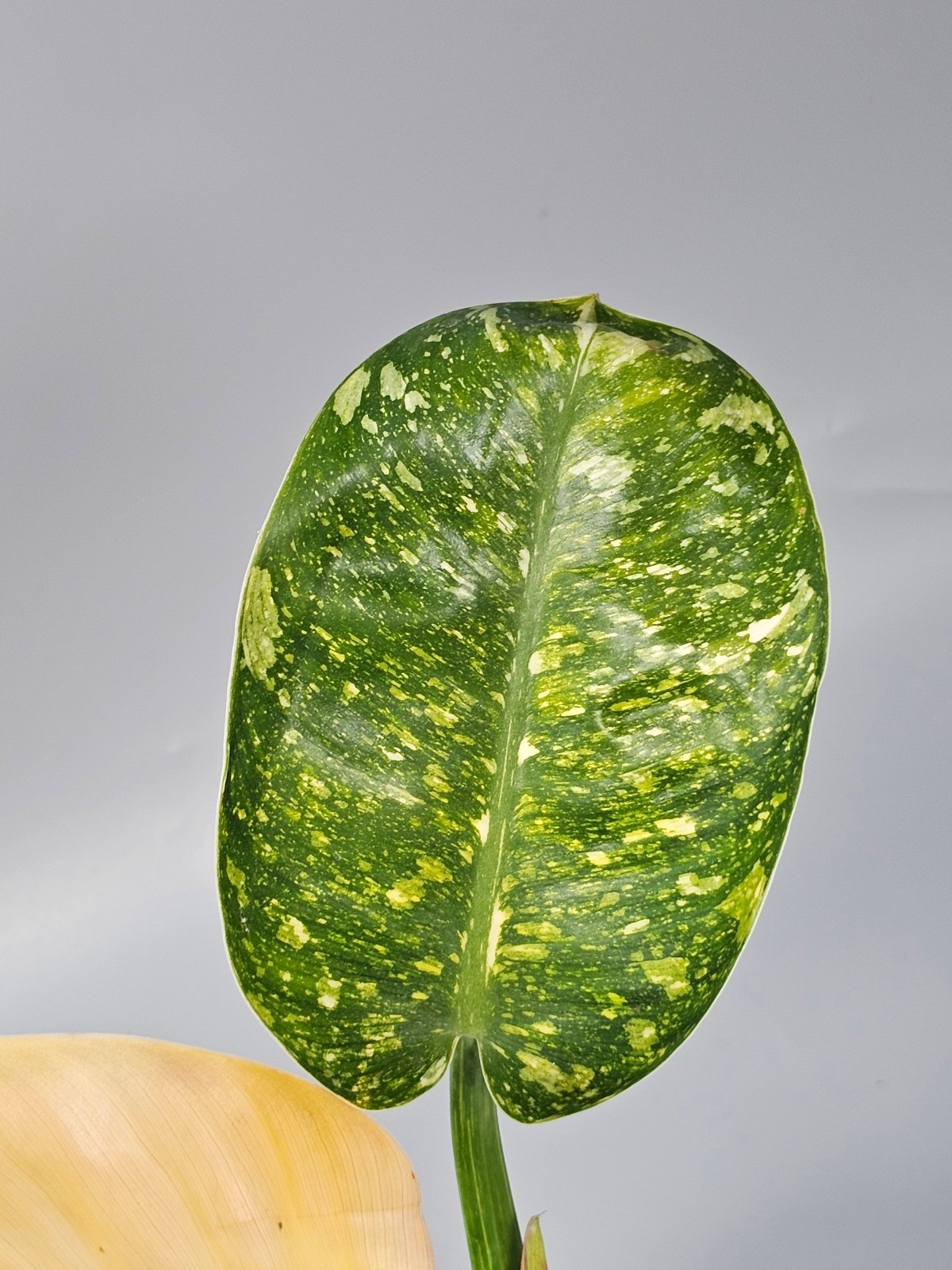 Rare Houseplants - Philodendron Green Congo Variegated - A | Rare Houseplants - Odd Leaf