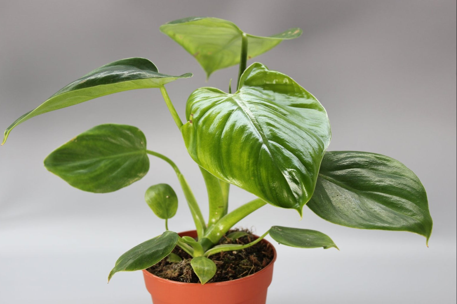 Philodendron Henry-Pittieri – Odd Leaf