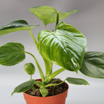 Rare Houseplants - Philodendron Henry - Pittieri - Odd Leaf