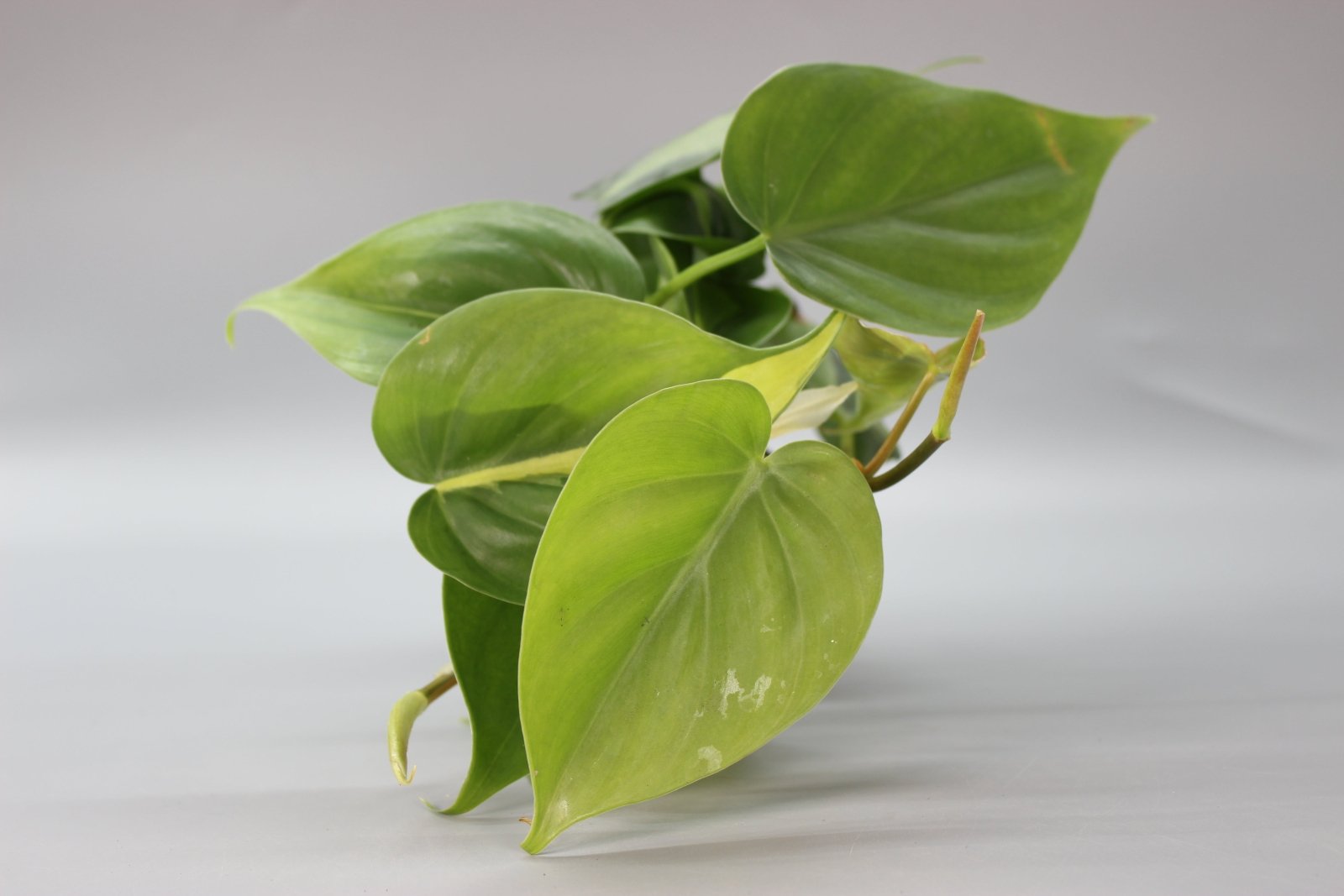Rare Houseplants - Philodendron Henry - Pittieri - Odd Leaf