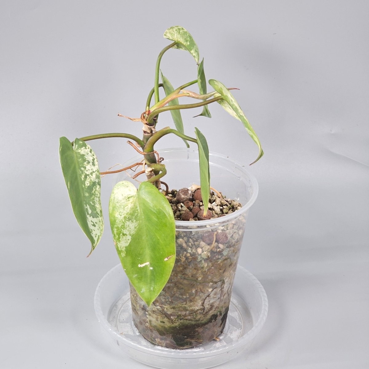 Rare Houseplants - Philodendron ilsemanii 2 - Odd Leaf