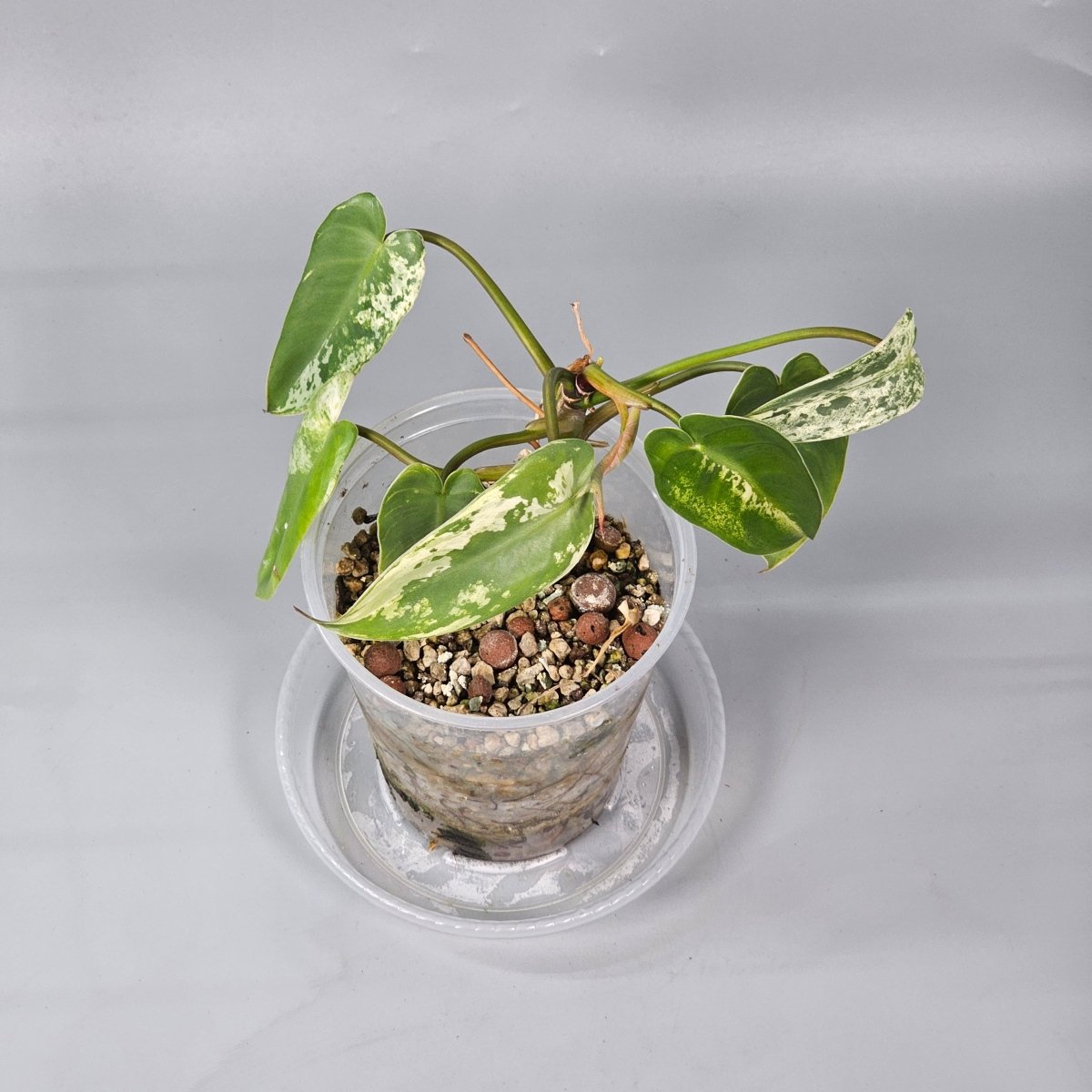 Rare Houseplants - Philodendron ilsemanii 2 - Odd Leaf