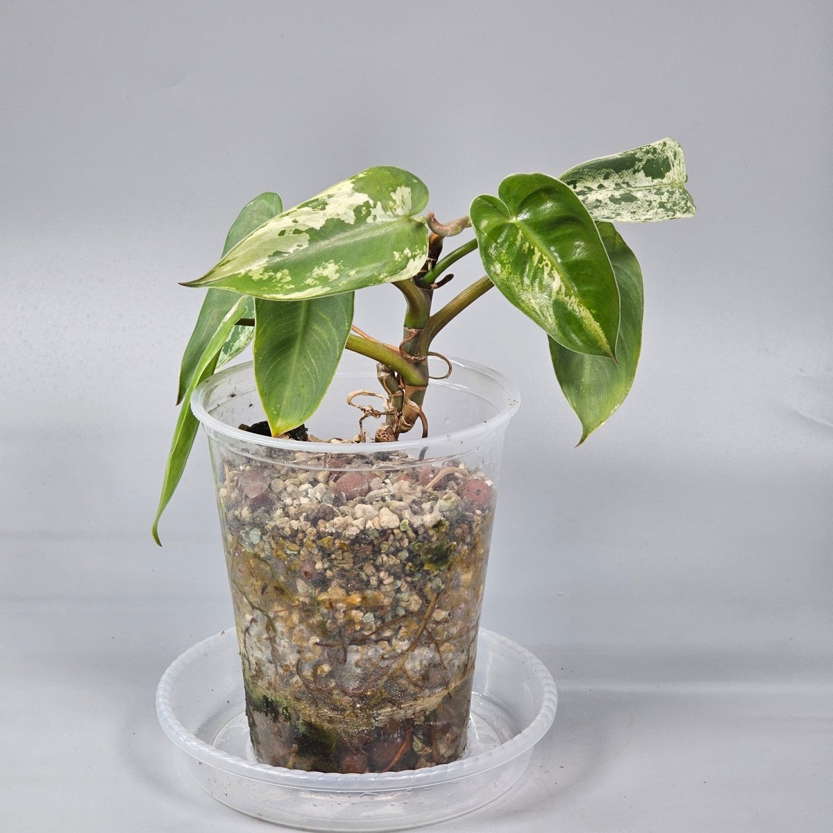 Rare Houseplants - Philodendron ilsemanii 2 - Odd Leaf