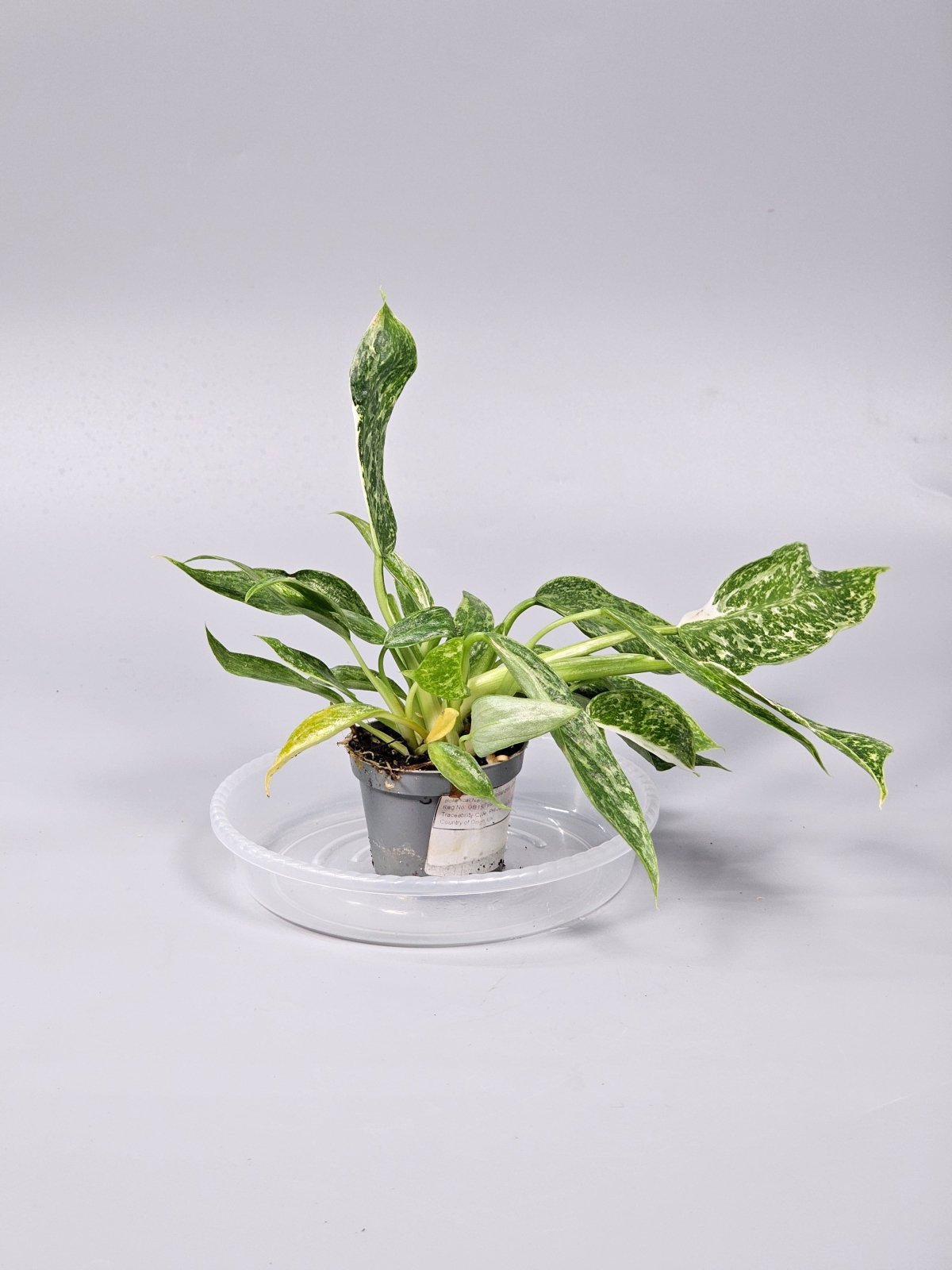 Rare Houseplants - Philodendron 'jose Buono' - D | Rare Houseplants - Odd Leaf