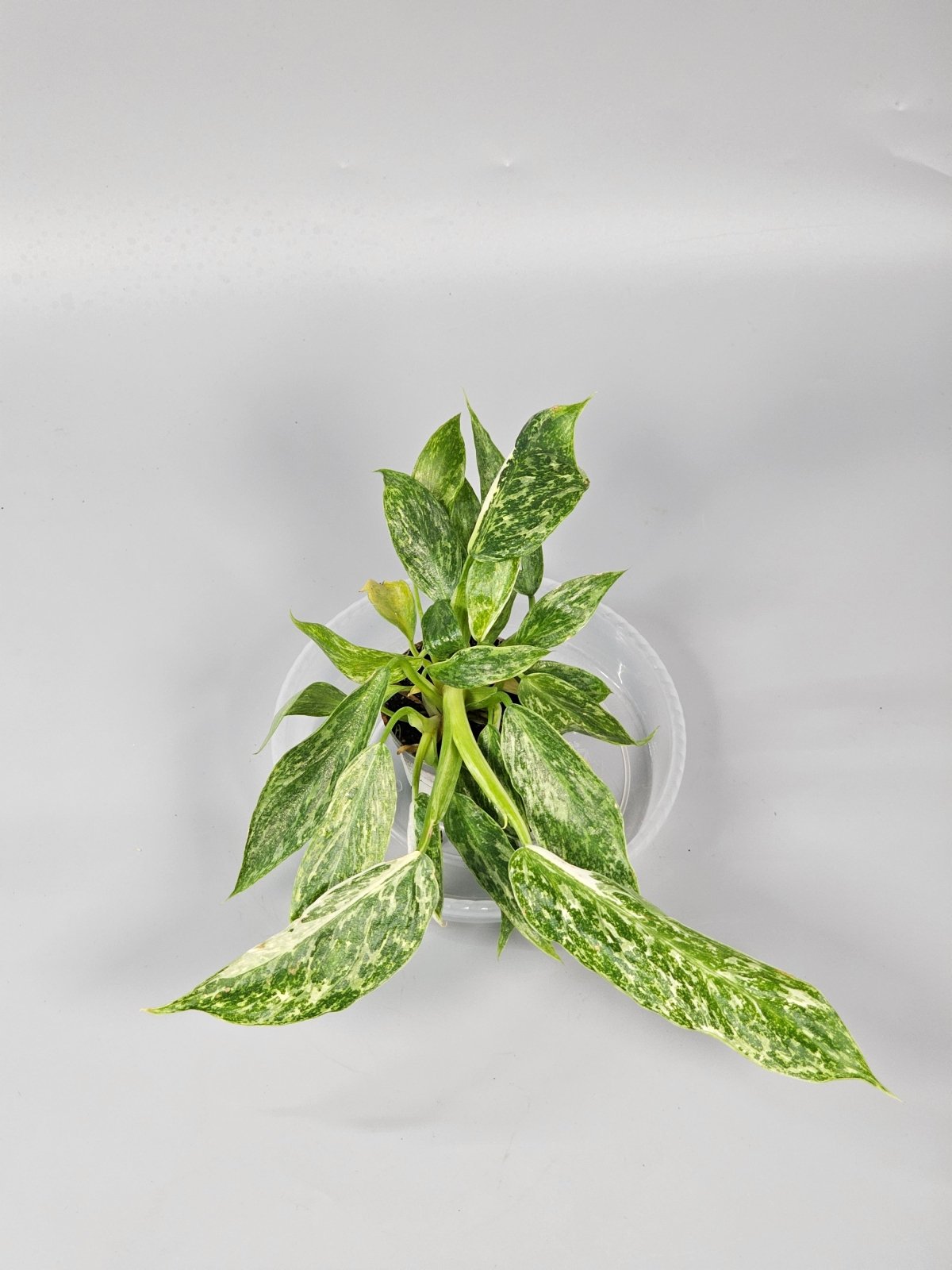 Rare Houseplants - Philodendron 'jose Buono' - D | Rare Houseplants - Odd Leaf