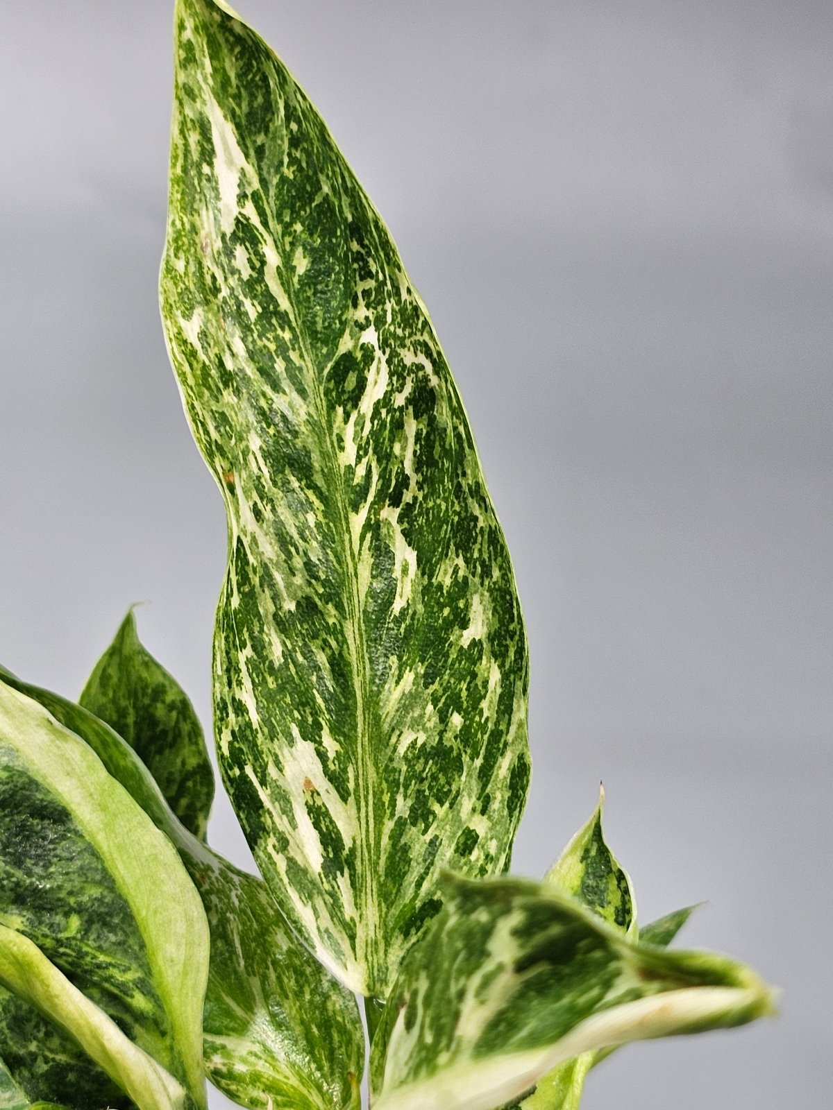 Rare Houseplants - Philodendron 'jose Buono' - E | Rare Houseplants - Odd Leaf