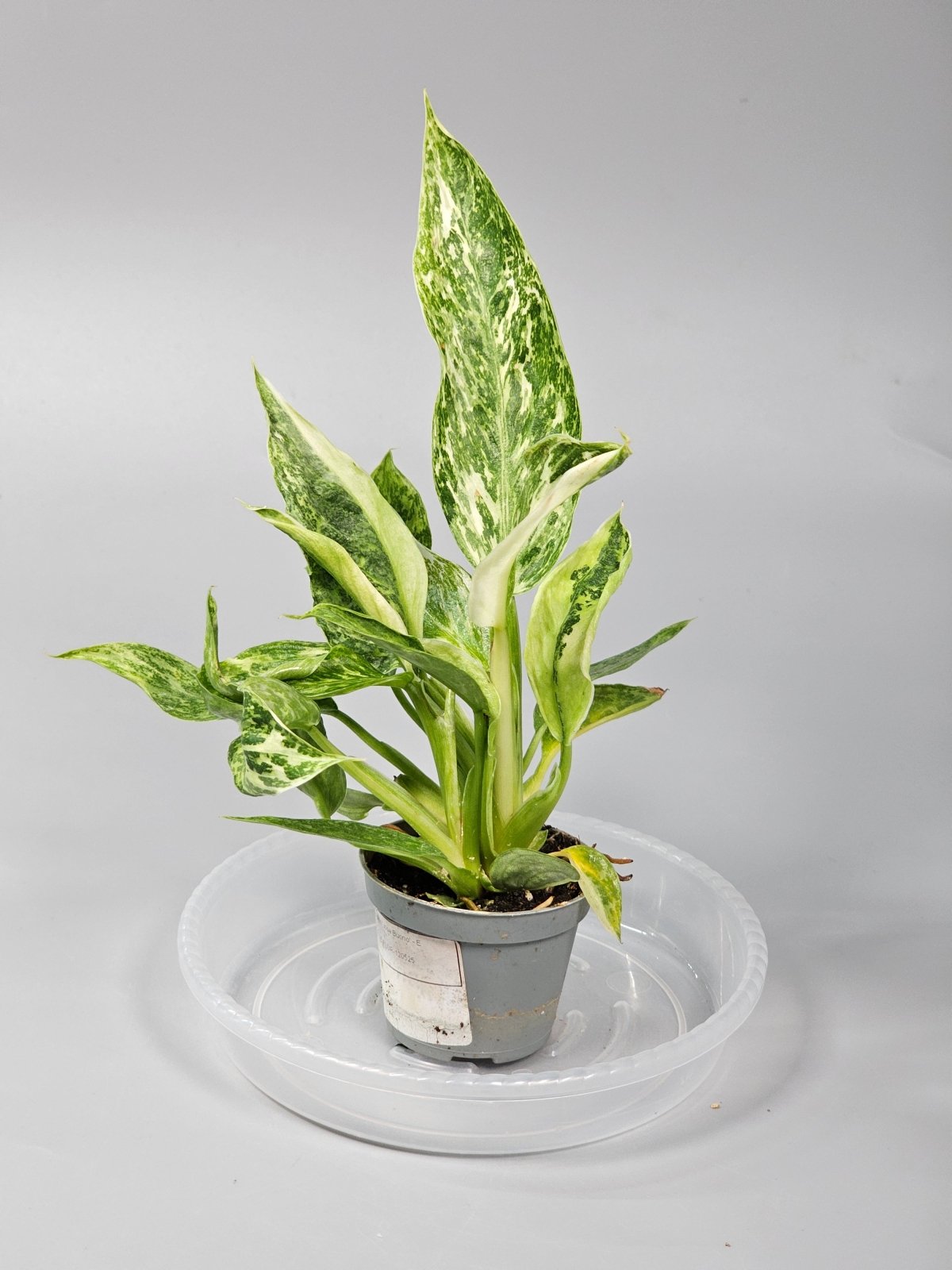 Rare Houseplants - Philodendron 'jose Buono' - E | Rare Houseplants - Odd Leaf