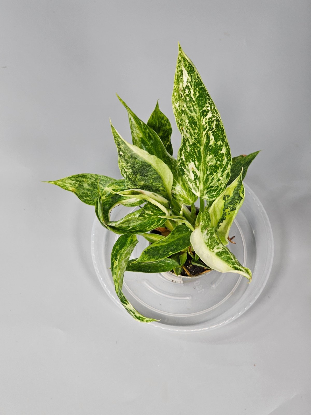 Rare Houseplants - Philodendron 'jose Buono' - E | Rare Houseplants - Odd Leaf