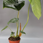 Rare Houseplants - Philodendron McDowell - Odd Leaf