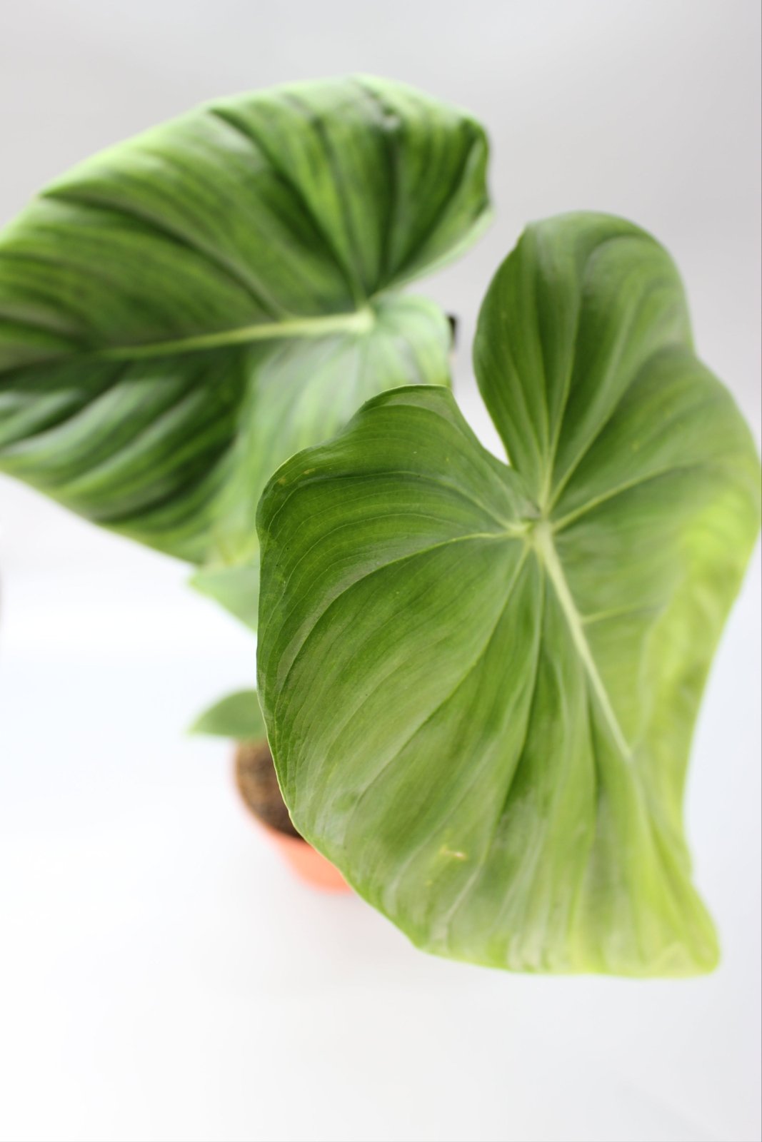 Rare Houseplants - Philodendron McDowell - Odd Leaf