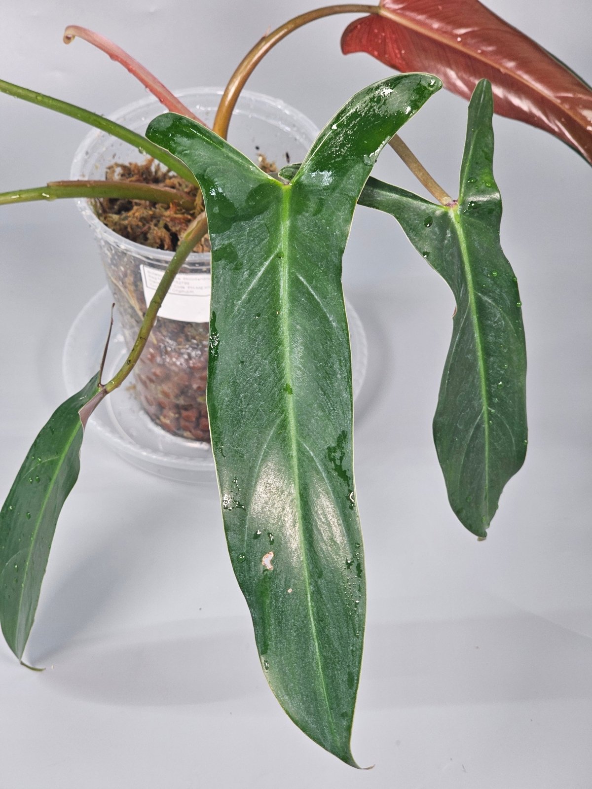 Rare Houseplants - Philodendron Mexicanum - B | Rare Houseplants - Odd Leaf