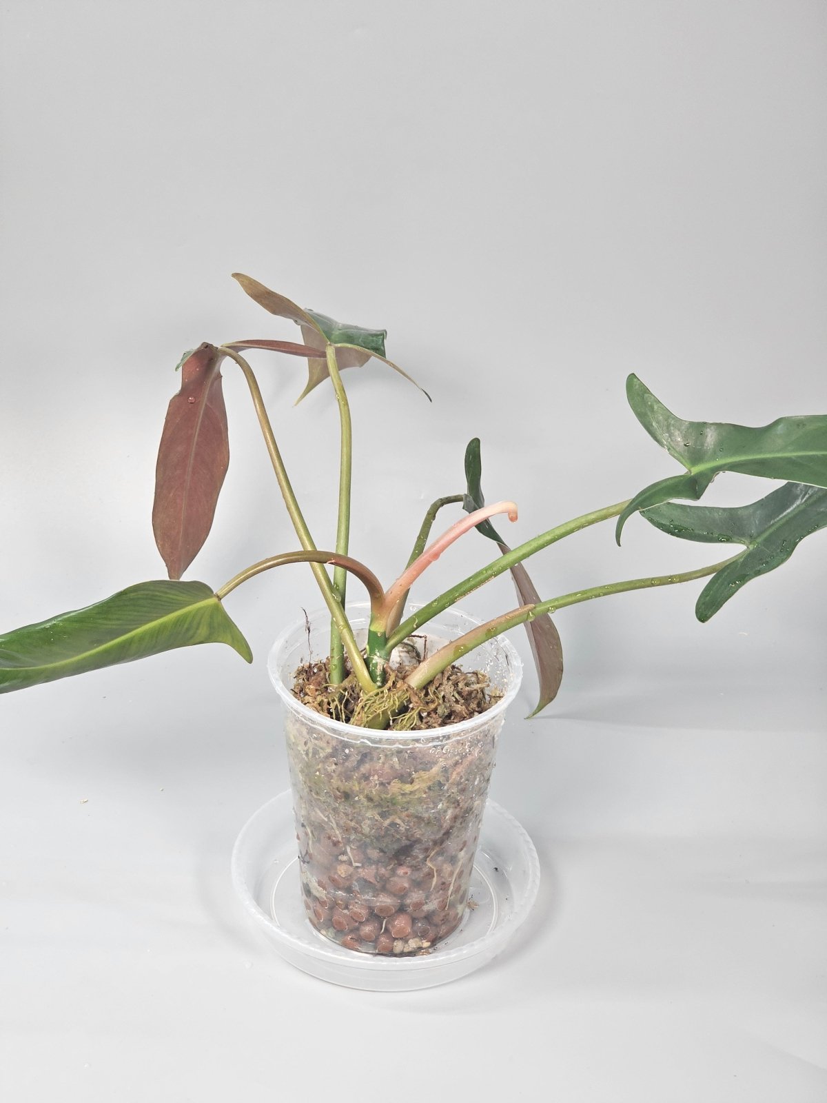 Rare Houseplants - Philodendron Mexicanum - B | Rare Houseplants - Odd Leaf