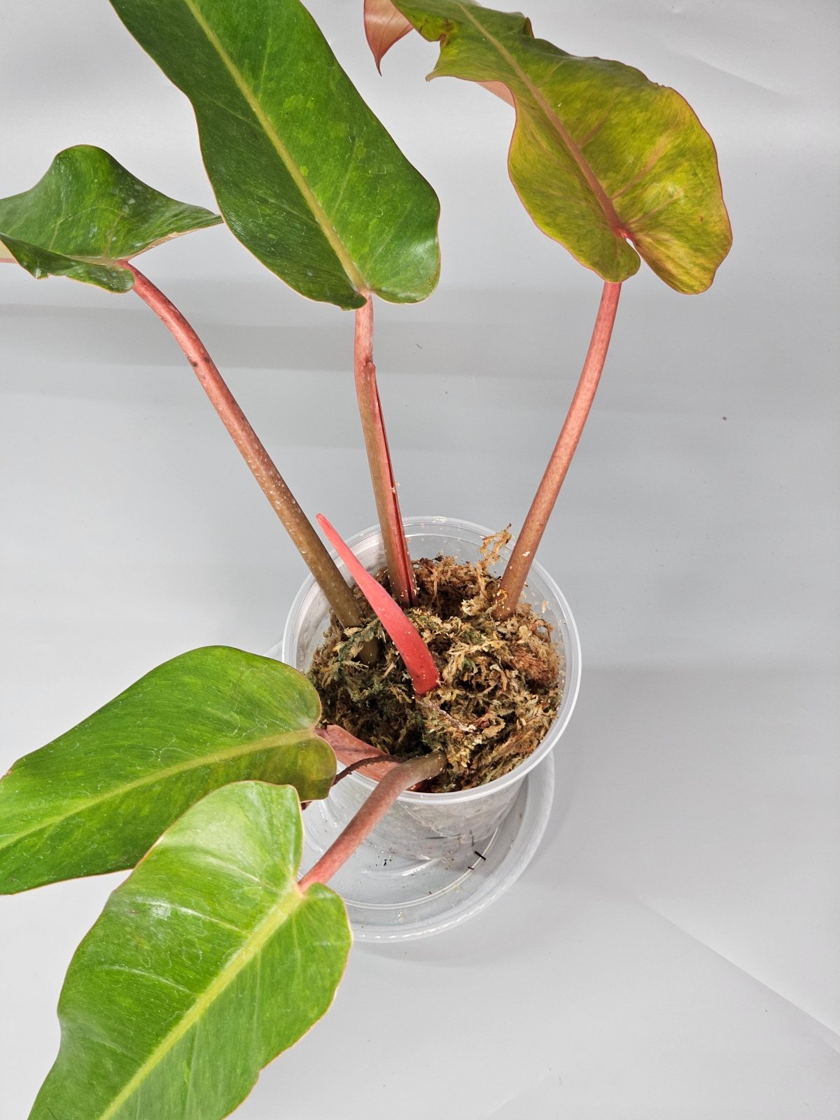 Rare Houseplants - Philodendron Orange Marmalade I - A | Rare Houseplants - Odd Leaf
