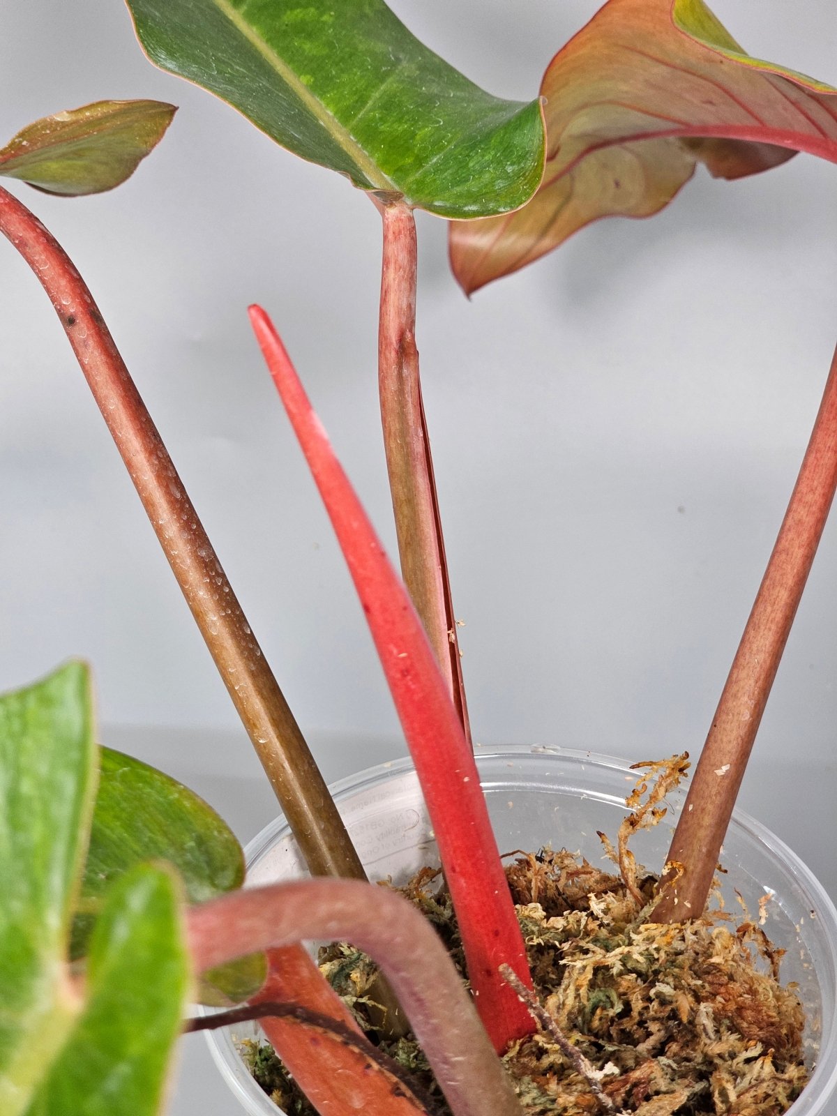 Rare Houseplants - Philodendron Orange Marmalade I - A | Rare Houseplants - Odd Leaf
