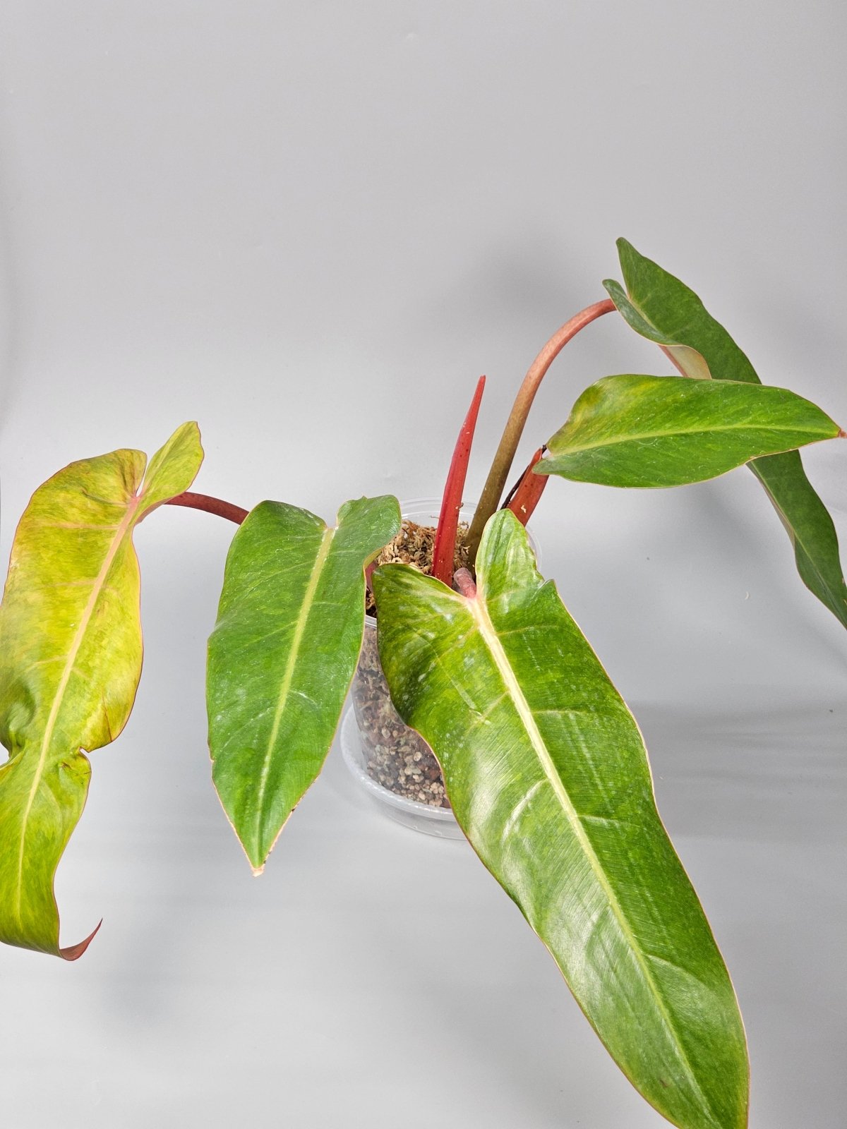 Rare Houseplants - Philodendron Orange Marmalade I - A | Rare Houseplants - Odd Leaf
