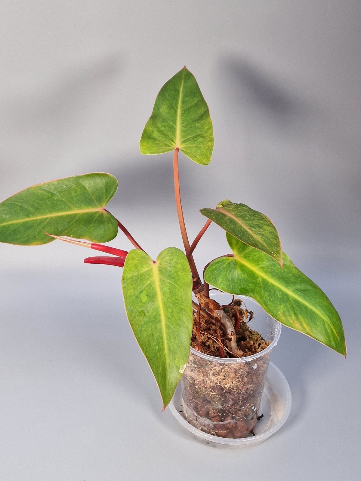 Rare Houseplants - Philodendron Painted Lady - Odd Leaf
